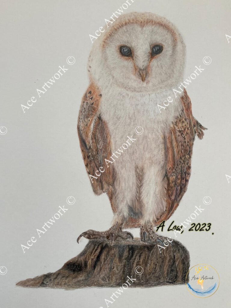 A colour pencil drawing of a Barn Owl perching on a tree stump. Drawn on a pale coloured background. The image is watermarked with a logo, copyright symbol and the following text: Ace Artwork ©