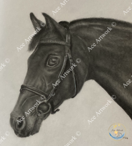 A coloured pencil drawing of a black horse wearing a black leather bridle. Drawn on a pale coloured surface. The image is watermarked with a logo, copyright symbol and the following text: Ace Artwork ©
