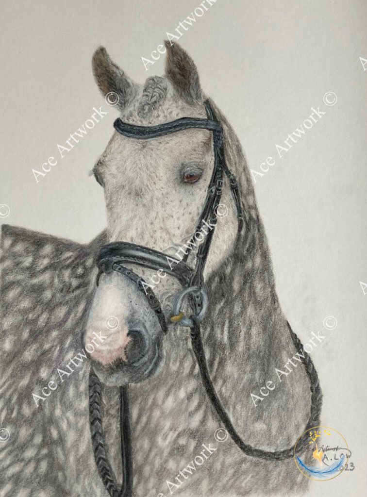 A colour pencil drawing of a dapple grey horse, wearing a black leather bridle. Drawn on a pale background. The image is watermarked with a logo, copyright symbol and the following text: Ace Artwork ©