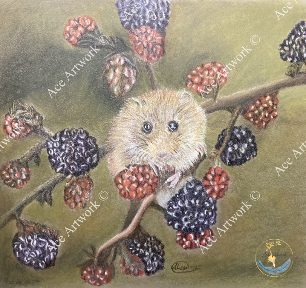 A colour pencil drawing of a Dormouse on a bramble plant with a medium coloured background. The image is watermarked with a logo, copyright symbol and the following text: Ace Artwork ©