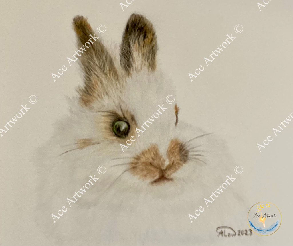 A colour pencil drawing of a white and brown fluffy rabbit on a pale background. The image is watermarked with a logo, copyright symbol and the following text: Ace Artwork ©