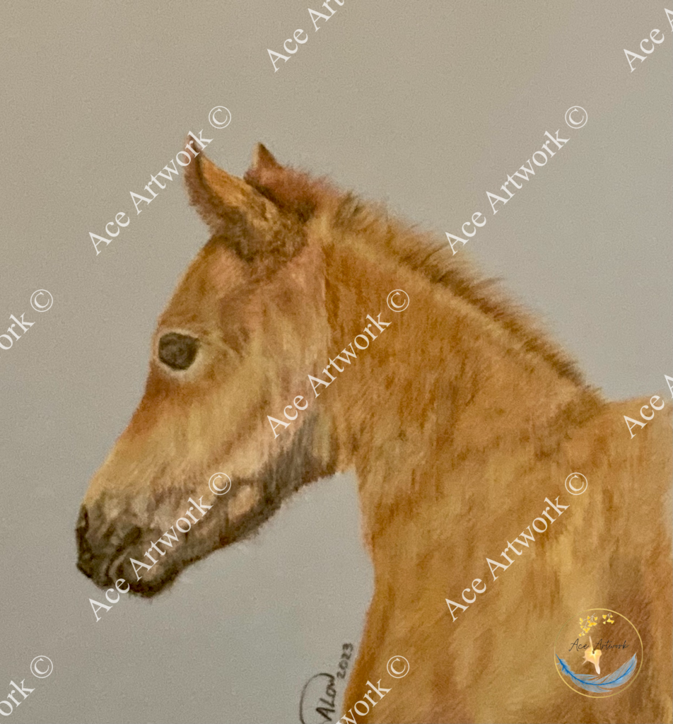 A colour pencil drawing of a chestnut foal on a pale background. The image is watermarked with a logo, copyright symbol and the following text: Ace Artwork ©