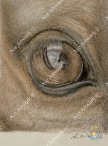 A colour pencil study of a horse's eye. The image is watermarked with a logo, copyright symbol and the following text: Ace Artwork ©