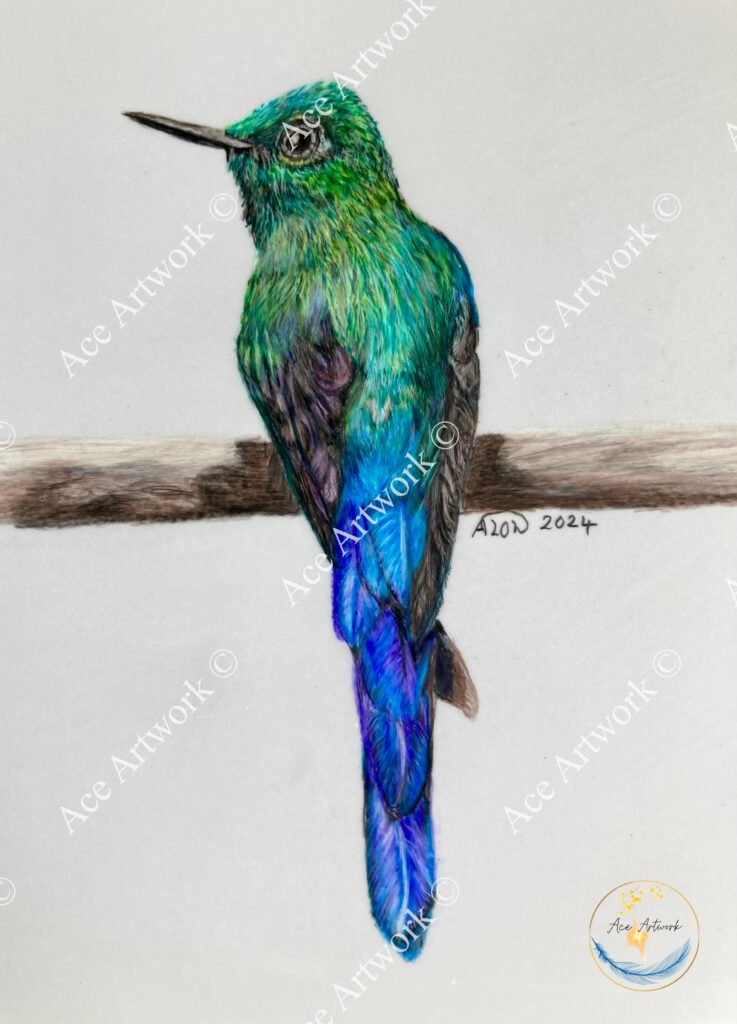 This colour pencil drawing depicts a blue and green Hummingbird perched on a branch against a pale background. The image is watermarked with a logo, copyright symbol and the following text: Ace Artwork ©