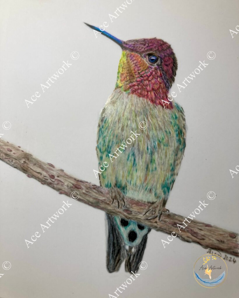 A colour pencil drawing of a multi coloured Hummingbird perched on a branch with a pale background. The image is watermarked with a logo, copyright symbol and the following text: Ace Artwork ©