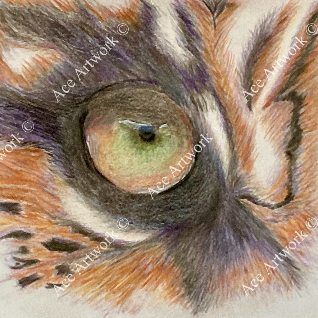 A close-up colour pencil study of a Tiger's eye. The image is watermarked with a logo, copyright symbol and the following text: Ace Artwork ©