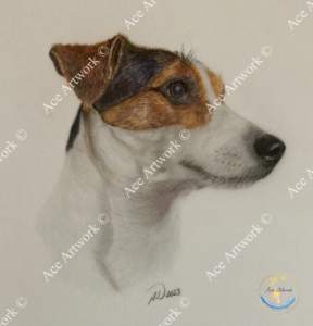 A colour pencil drawing of a tricoloured Jack Russell Terrier on a pale coloured background. The image is watermarked with a logo, copyright symbol and the following text: Ace Artwork ©