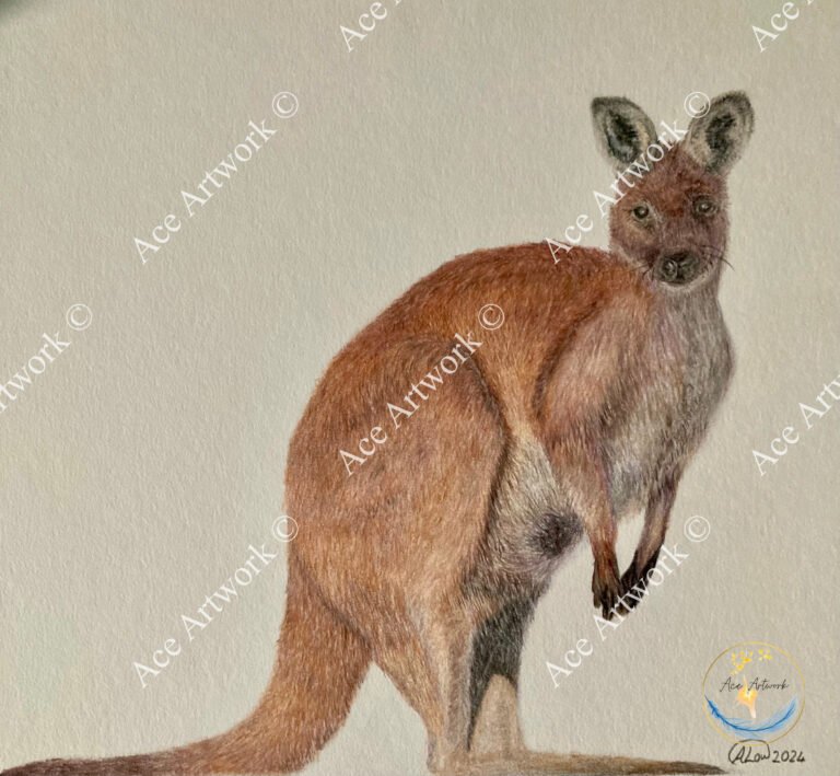 A colour pencil drawing of a Red Kangaroo on a pale background. The image is watermarked with a logo, copyright symbol and the following text: Ace Artwork ©