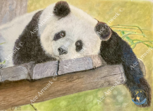 This colour pencil drawing depicts a Giant Panda resting on some wood. The majority of the background is green bokeh effect. The image is watermarked with a logo, copyright symbol and the following text: Ace Artwork ©