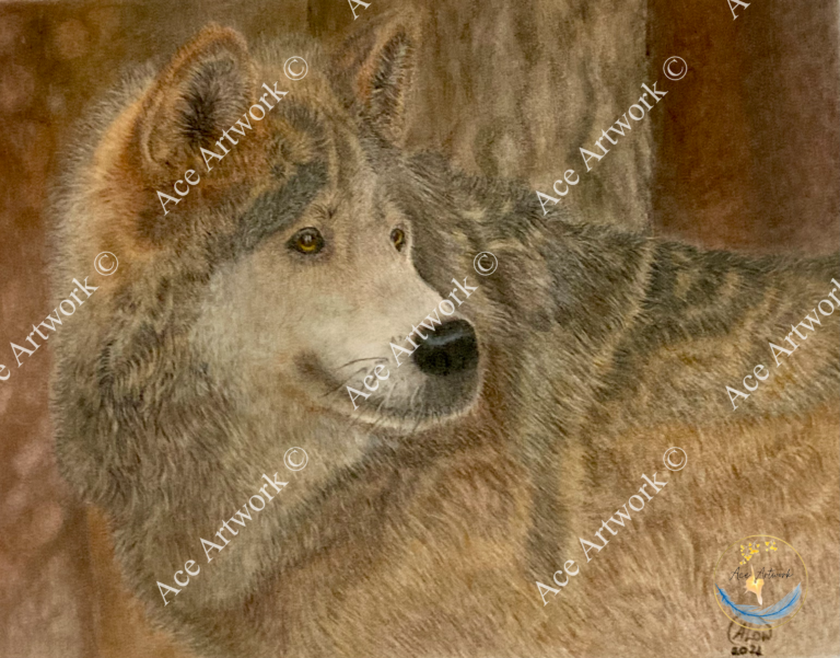 A colour pencil drawing of a Grey Wolf standing in front of a tree. This drawing has a background of autumnal colours. The image is watermarked with a logo, copyright symbol and the following text: Ace Artwork ©