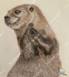 A colour pencil drawing of an Otter standing on it hind legs looking towards the left. Drawn on a pale background. The image is watermarked with a logo, copyright symbol and the following text: Ace Artwork ©