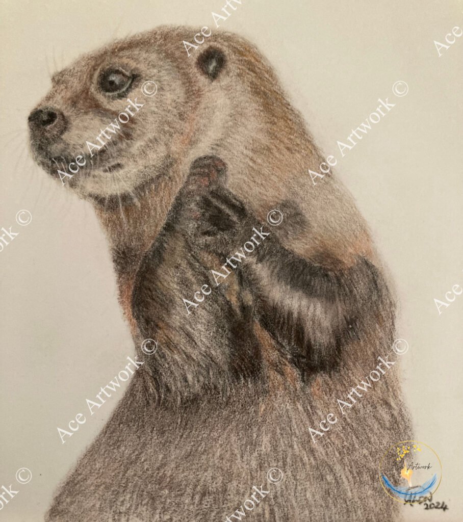 A colour pencil drawing of an Otter standing on it hind legs looking towards the left. Drawn on a pale background. The image is watermarked with a logo, copyright symbol and the following text: Ace Artwork ©