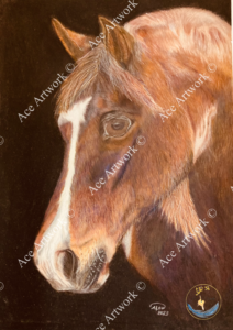 A colour pencil drawing of the head of a chestnut horse with a white blaze drawn on a dark background. The image is watermarked with a logo, copyright symbol and the following text: Ace Artwork ©
