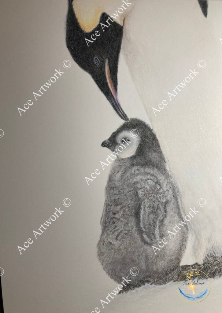 A colour pencil drawing of an Emperor Penguin and a fluffy baby penguin on a pale background. The image is watermarked with a logo, copyright symbol and the following text: Ace Artwork ©
