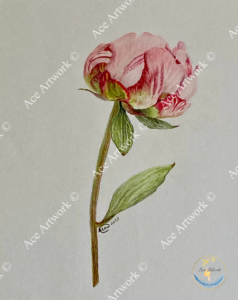 A colour pencil drawing of a pink Peony flower with a green stem and leaves on a pale background. The image is watermarked with a logo, copyright symbol and the following text: Ace Artwork ©
