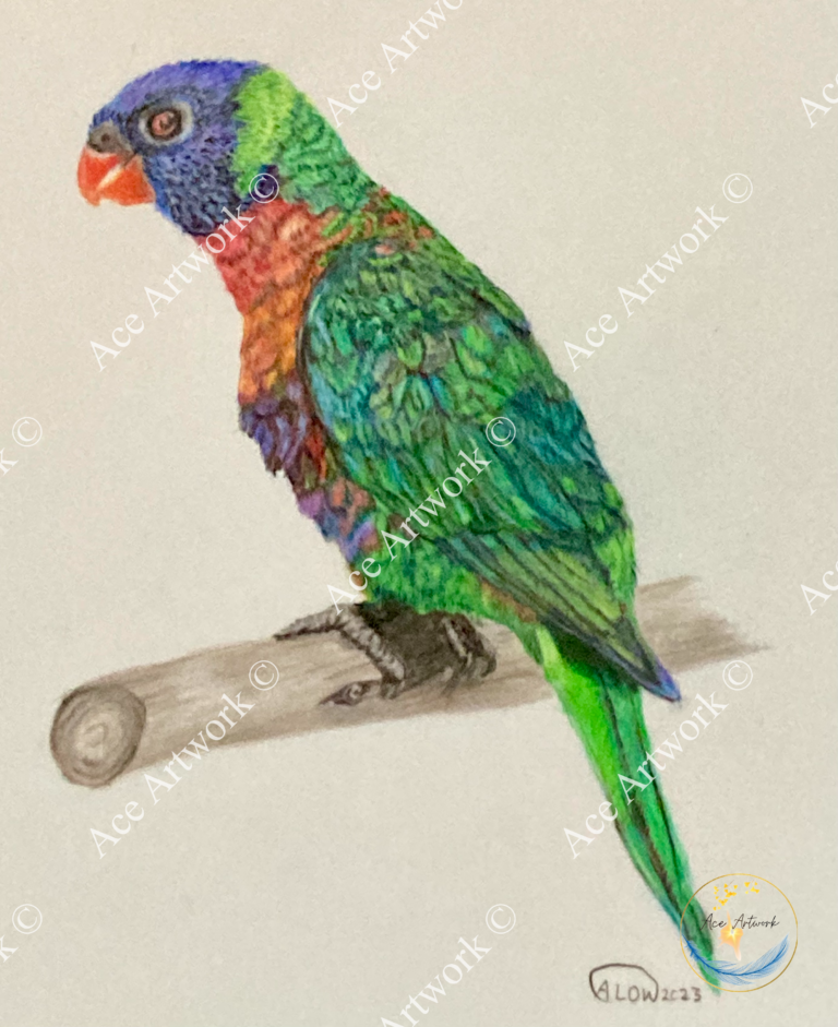 A vivid colour pencil drawing of a Rainbow Lorikeet on a perch on a pale background. The image is watermarked with a logo, copyright symbol and the following text: Ace Artwork ©