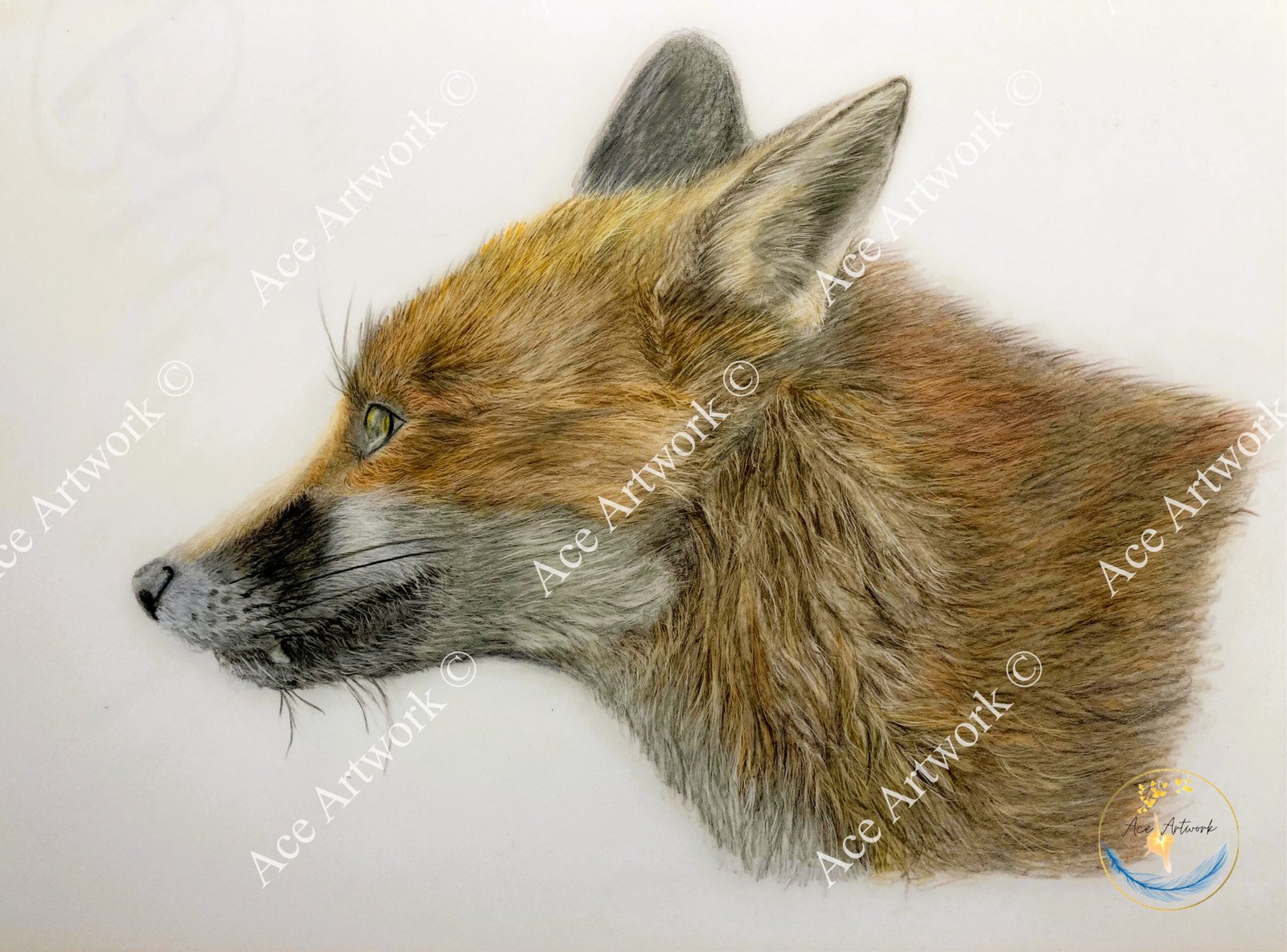 A colour pencil, side view, drawing of the head of a Red Fox on a pale background. The image is watermarked with a logo, copyright symbol and the following text: Ace Artwork ©