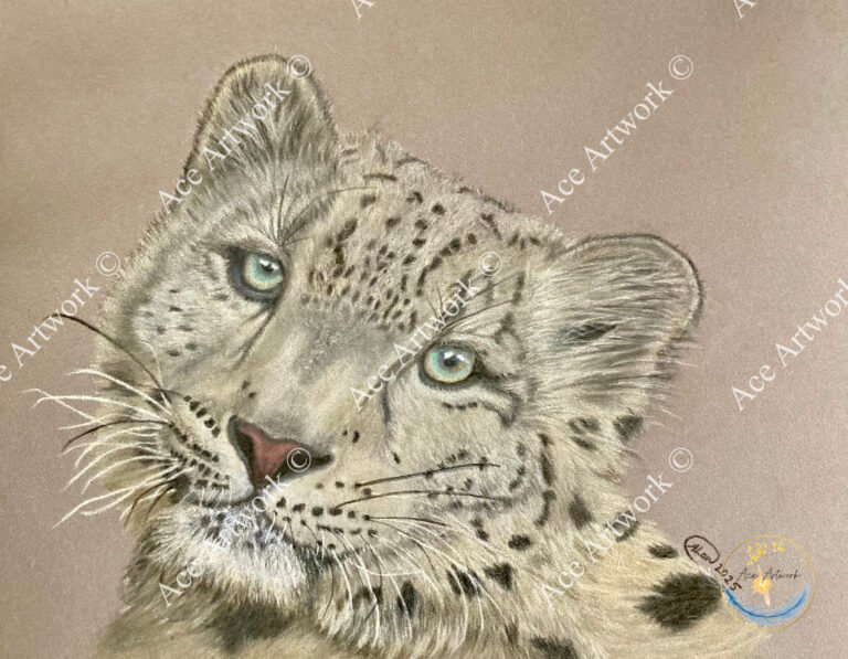 A colour pencil drawing of the head of a Snow Leopard on a grey background. The image is watermarked with a logo, copyright symbol and the following text: Ace Artwork ©