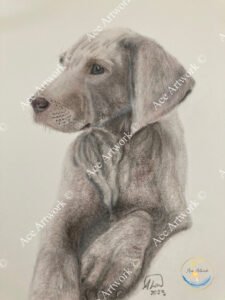 A colour pencil drawing of a Weimaraner puppy on a pale background. The image is watermarked with a logo, copyright symbol and the following text: Ace Artwork ©