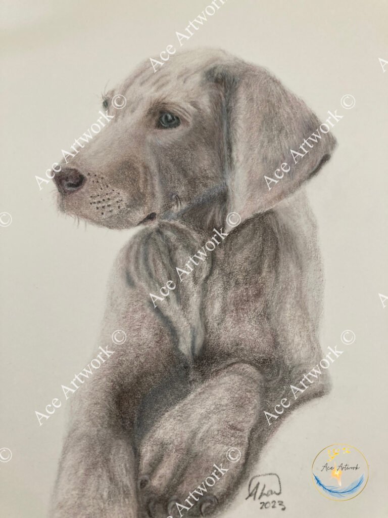 A colour pencil drawing of a Weimaraner puppy on a pale background. The image is watermarked with a logo, copyright symbol and the following text: Ace Artwork ©