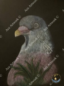 A coloured pencil drawing of a Wood Pigeon on a black background. The image is watermarked with a logo, copyright symbol and the following text: Ace Artwork ©