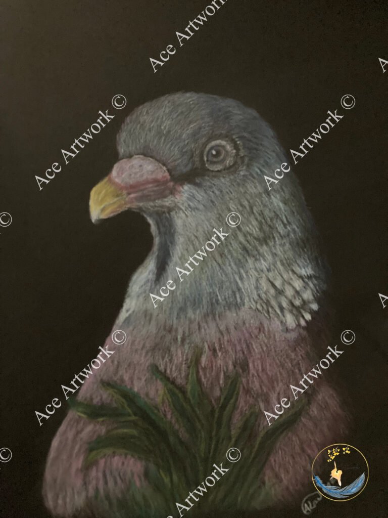 A coloured pencil drawing of a Wood Pigeon on a black background. The image is watermarked with a logo, copyright symbol and the following text: Ace Artwork ©