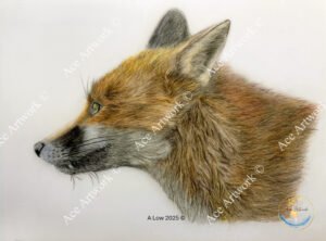 A coloured pencil drawing of a Red Fox on a light background. The image is watermarked with a logo, copyright symbol and the following text: Ace Artwork ©