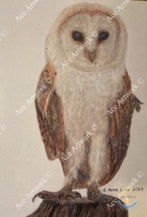 Barn Owl 1 - medium - portrait - greeting card - 127mm x 178mm - blank inside - product image