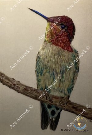 Hummingbird 1 - small - portrait - greeting card - 127mm x 178mm - blank inside - product image