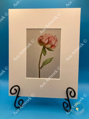 Image of a pink Peony flower in full bloom, photographed close‑up.