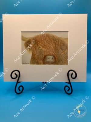 Coloured pencil drawing of a Highland cow standing in falling snow.