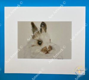 Coloured pencil drawing of a fluffy white and brown rabbit’s face, framed with a white mount.