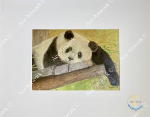 Coloured pencil illustration of a panda resting its head and paws on a wooden beam.
