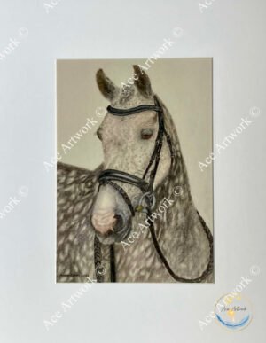 Coloured pencil illustration of a dapple grey horse wearing a bridle, shown in a calm side profile.