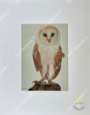 Coloured pencil illustration of a barn owl perched on a wooden branch with soft white and brown plumage.