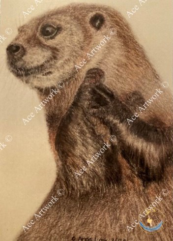 Otter 1 - medium - portrait - greeting card - 127mm x 178mm - blank inside - product image