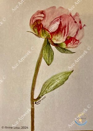 Peony - medium - portrait - greeting card - 127mm x 178mm - blank inside - product image