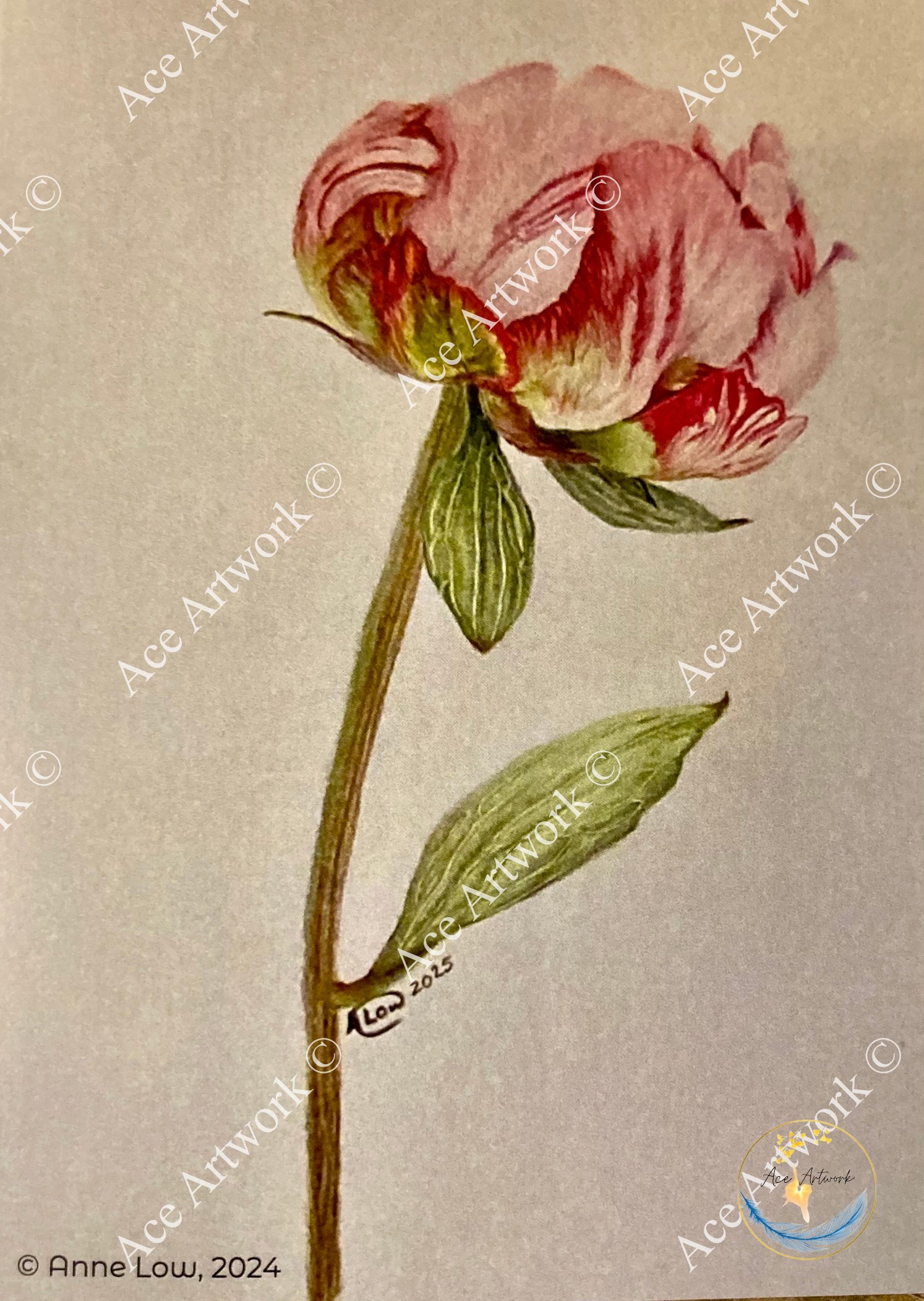 Peony - medium - portrait - greeting card - 127mm x 178mm - blank inside - product image