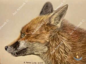 Red Fox 1 - medium greeting card - 178mm x 127mm - blank inside - landscape - product image