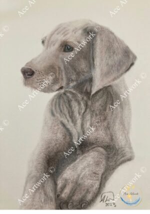 Weimaraner 1 - medium - portrait - greeting card - 127mm x 178mm - blank inside - product image