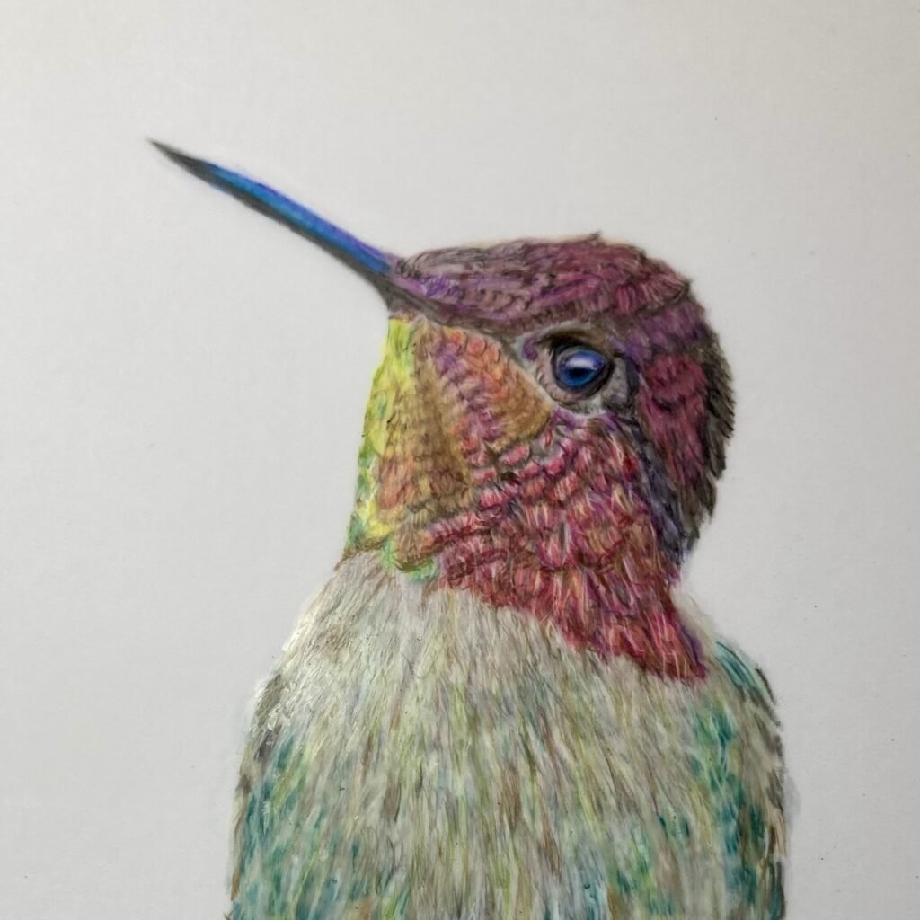 An image of a brightly coloured bird looking to the left.